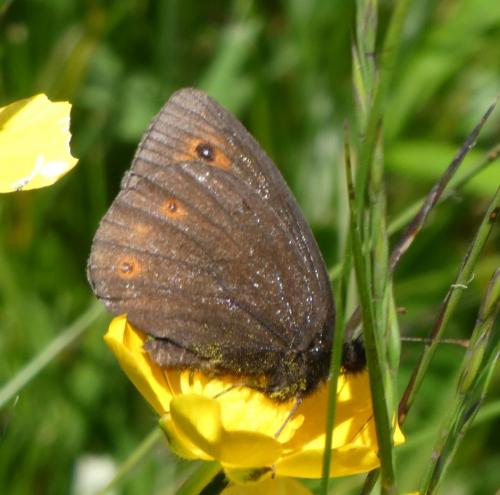Réf. 208 328 : Erebia (medusa)